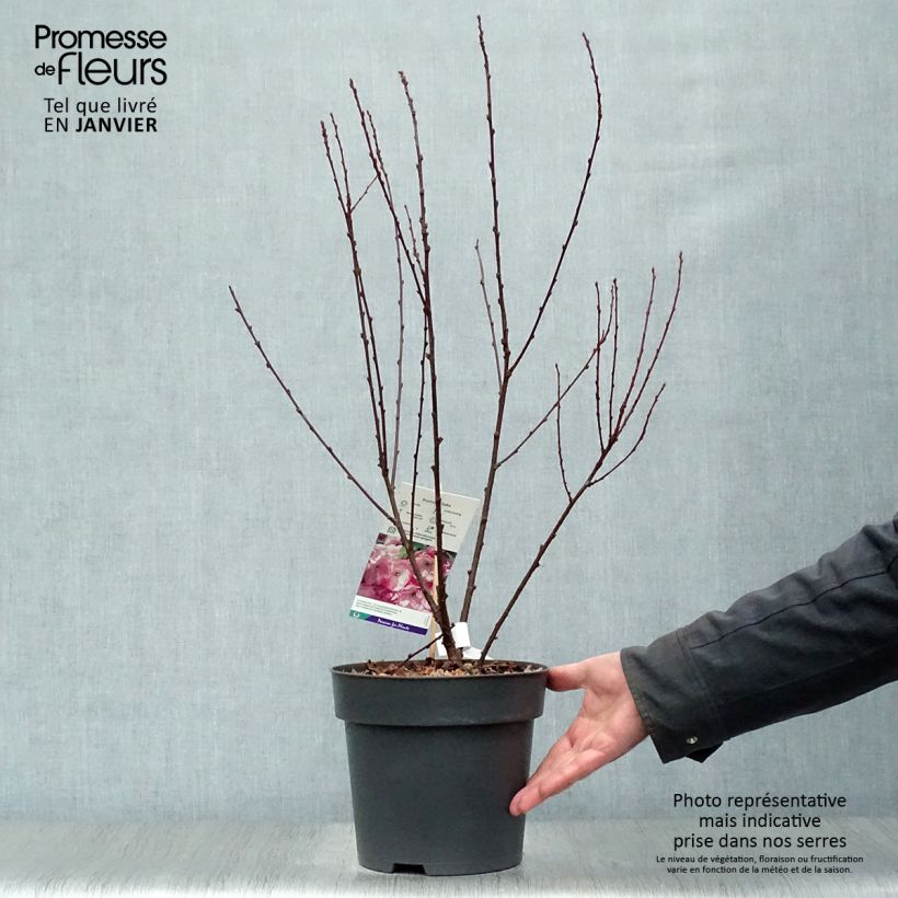 Exemplar von Amandier à fleurs - Prunus triloba 40/50cm en pot de 4/5L wie im Winter geliefert