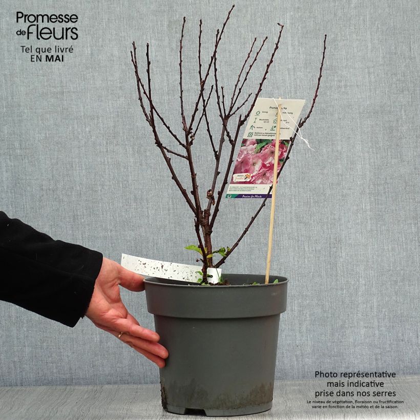 Exemplar von Mandelbäumchen - Prunus triloba Topf mit 4L/5LGelieferte Höhe ca. 40/50cm wie im Frühjahr geliefert