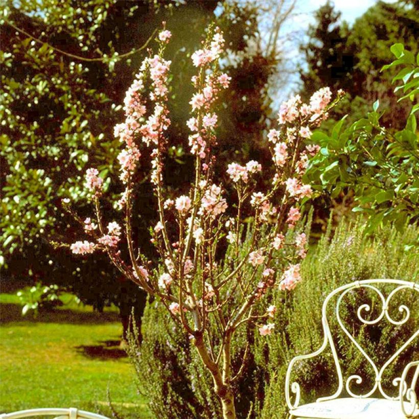 Mandelbaum Garden Prince - Prunus dulcis (Hafen)