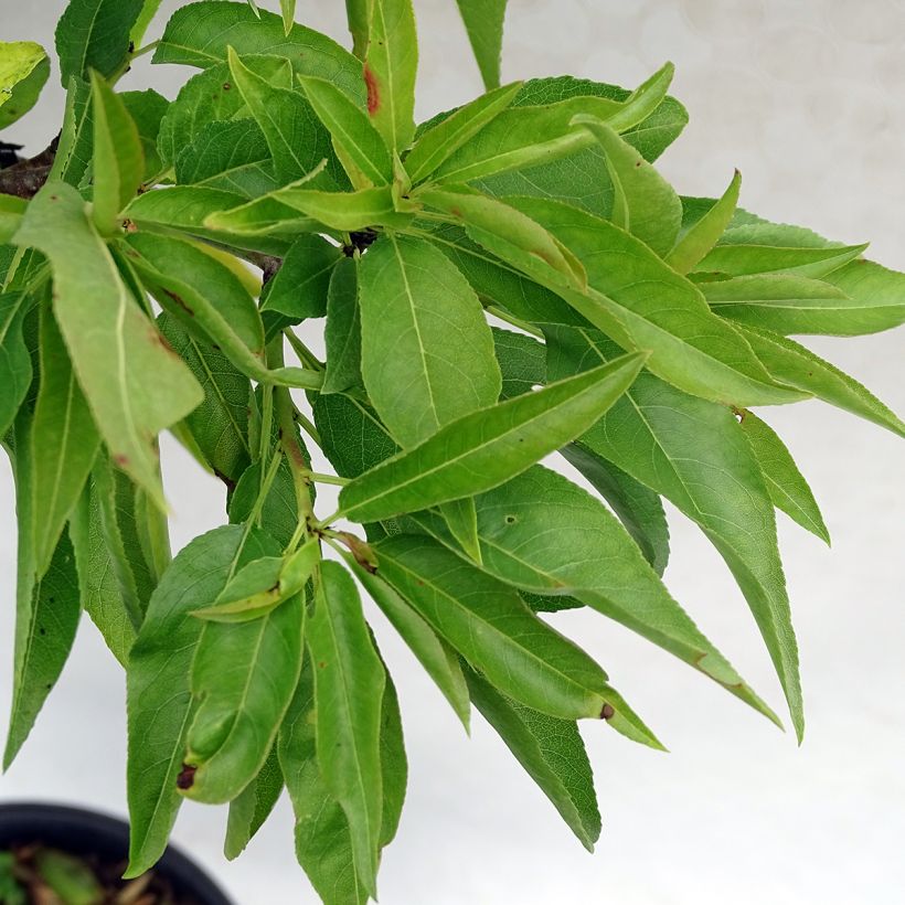 Mandelbaum Garden Prince - Prunus dulcis (Laub)