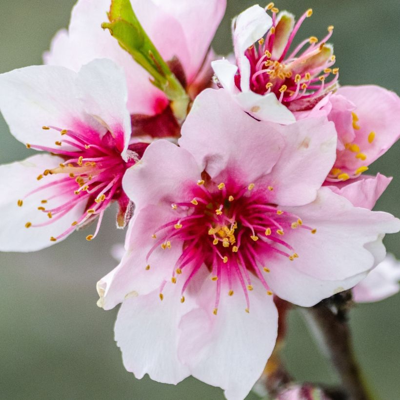 Mandelbaum Fruit me Almond me - Prunus dulcis (Blüte)