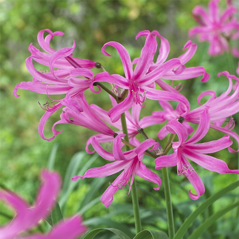 Amarine belladiva Anastasia (Blüte)