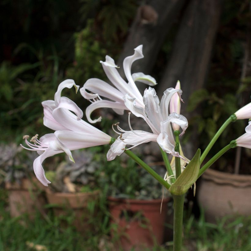 Amarine belladiva Emanuelle (Blüte)