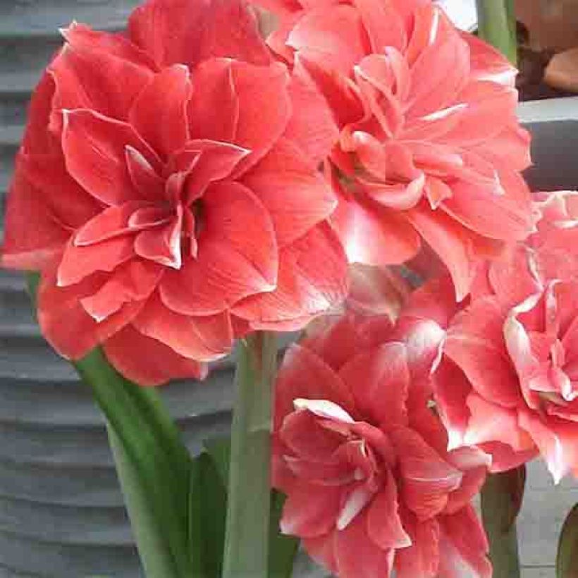 Hippeastrum Double Dream - Ritterstern (Blüte)