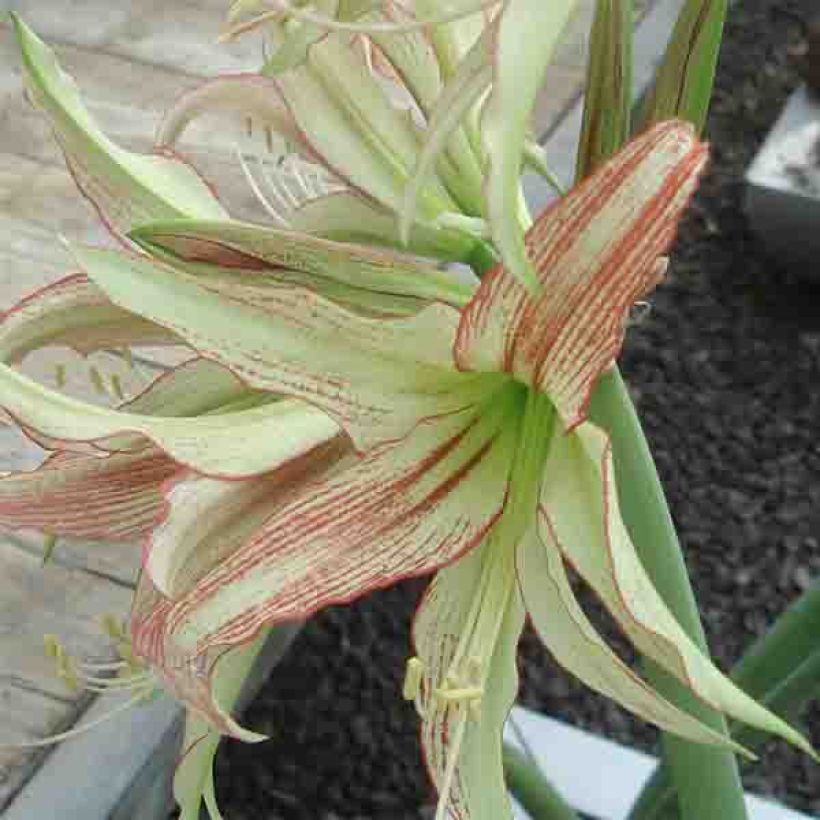 Hippeastrum Emerald - Ritterstern (Blüte)