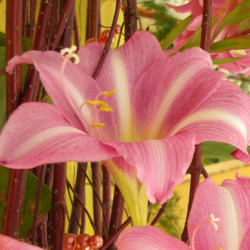 Hippeastrum Estella - Ritterstern (Blüte)