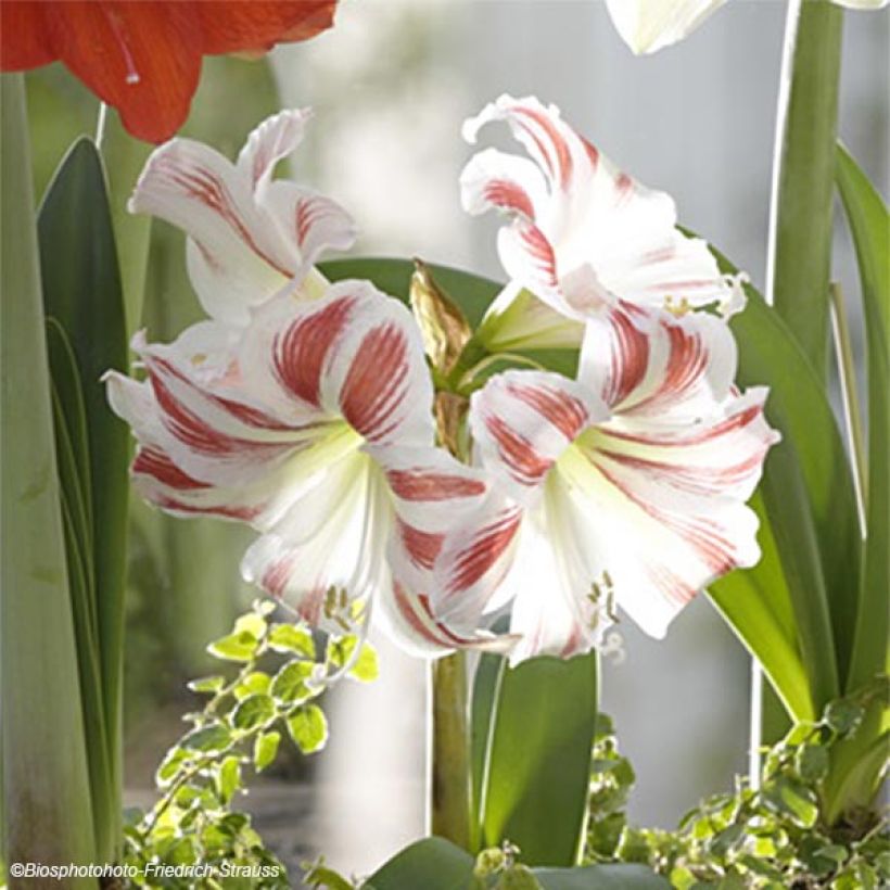 Hippeastrum Flaming Striped - Ritterstern (Blüte)