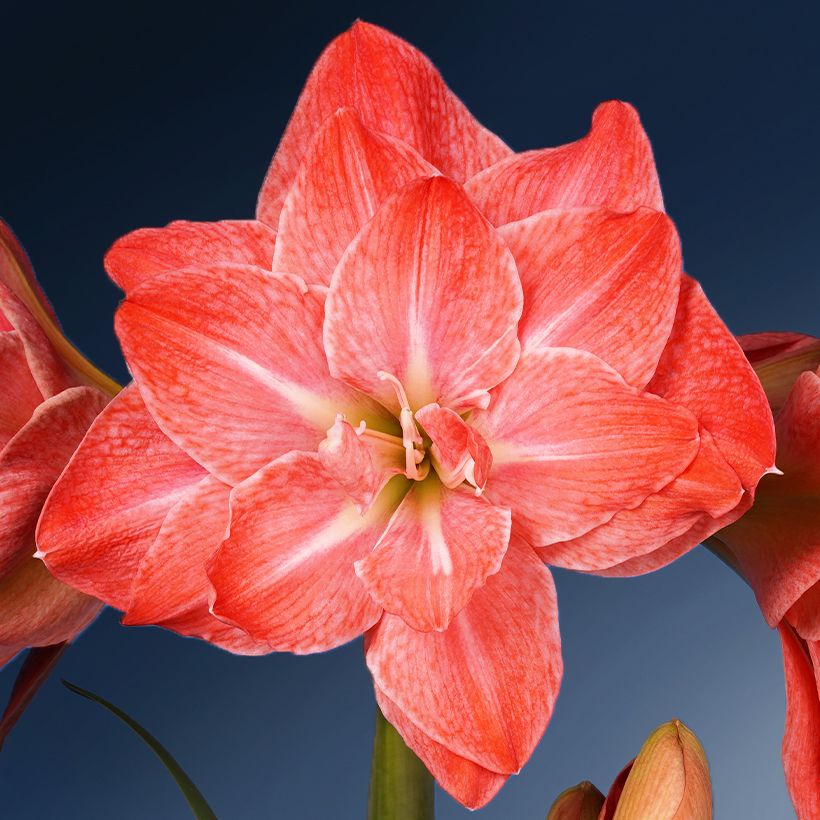 Hippeastrum Flamingo Amadeus - Ritterstern (Blüte)