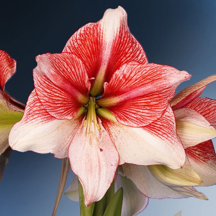 Hippeastrum Grandise Fantasy - Ritterstern (Blüte)