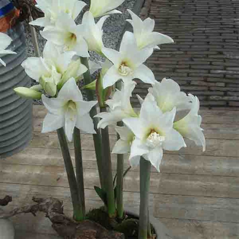 Hippeastrum Jewel - Ritterstern (Hafen)