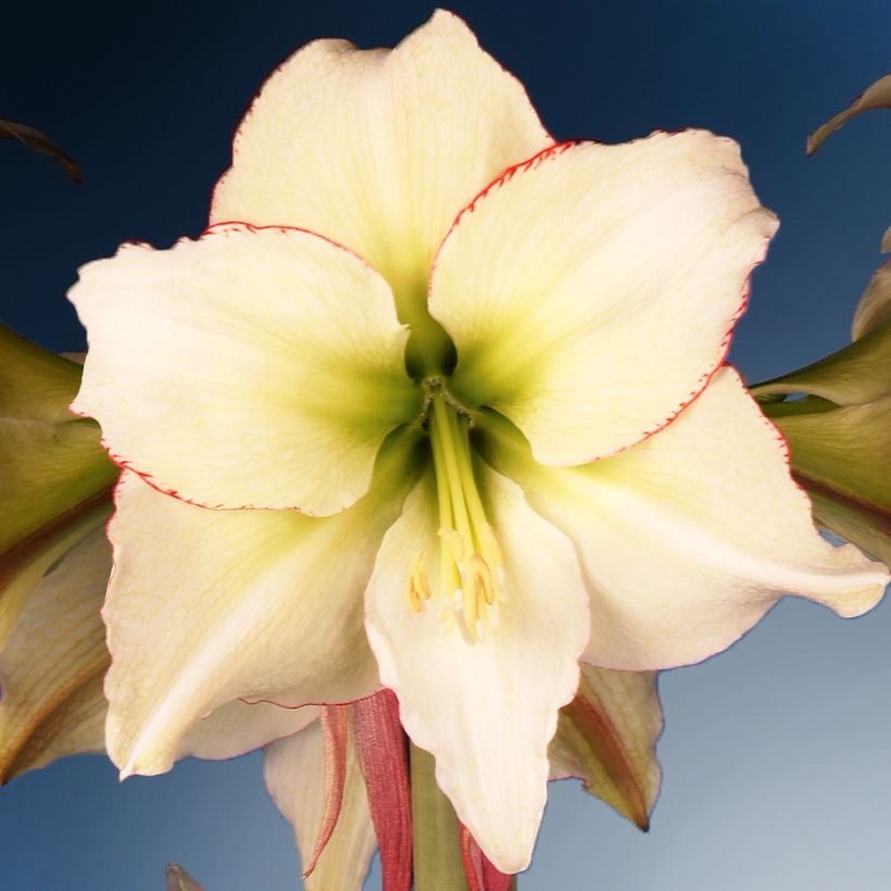 Hippeastrum Lemon Cream - Ritterstern (Blüte)