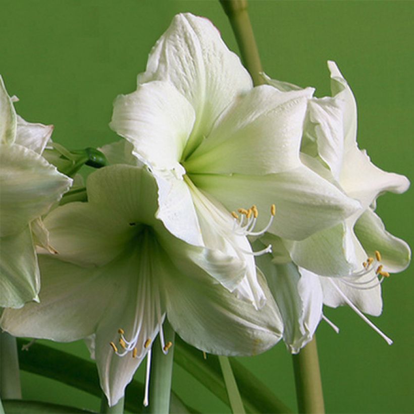 Hippeastrum Luna - Ritterstern (Blüte)