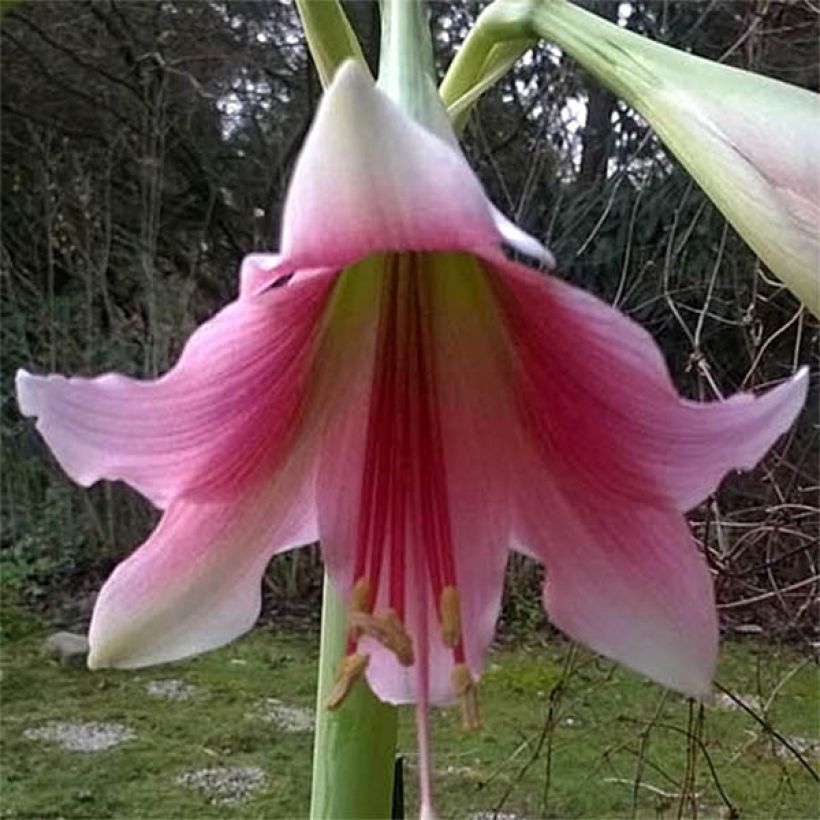 Hippeastrum Misty - Ritterstern (Blüte)