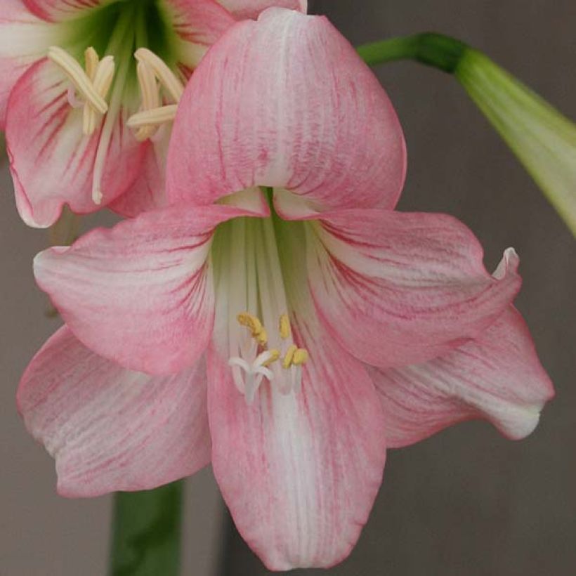 Hippeastrum Pink Rascal - Ritterstern (Blüte)