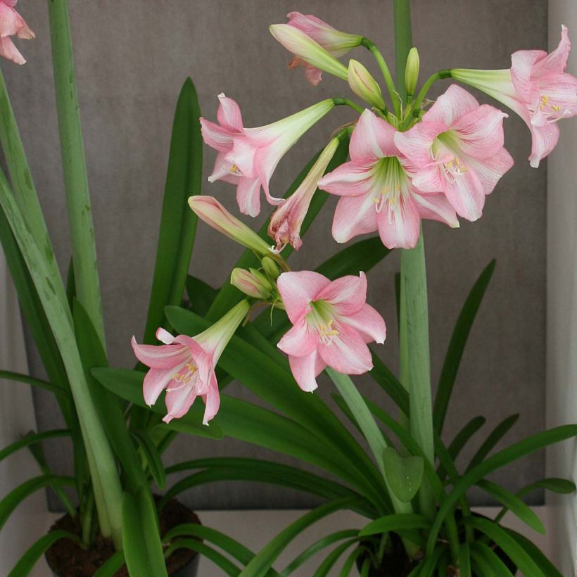 Hippeastrum Pink Rascal - Ritterstern (Hafen)