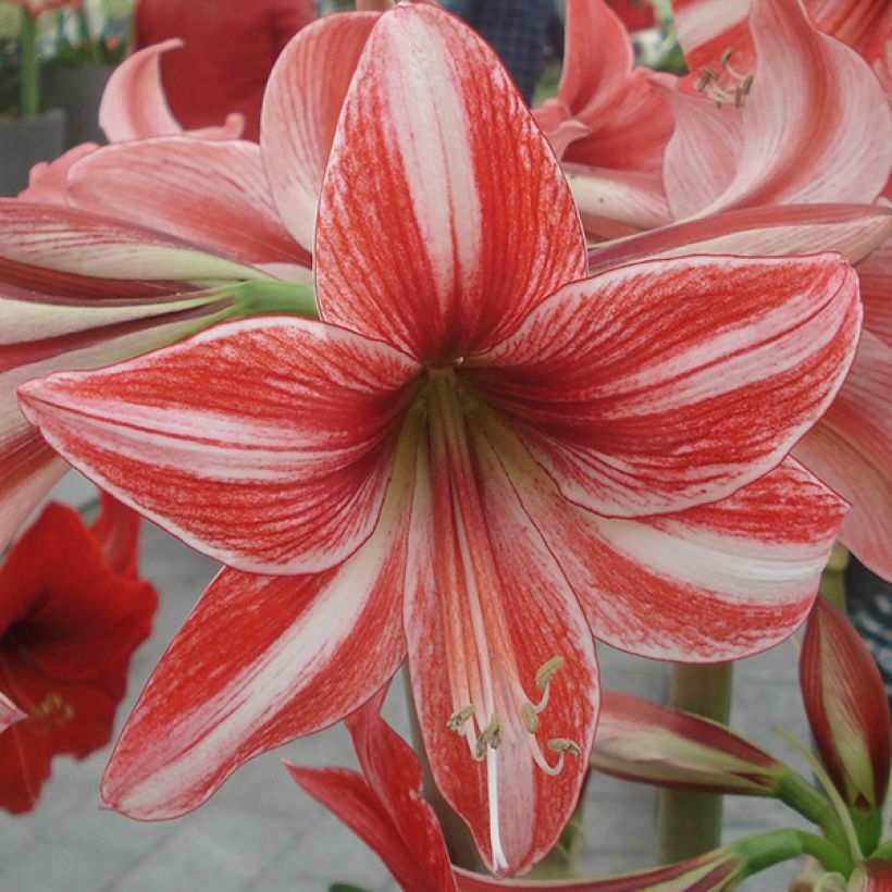 Hippeastrum Pyjama Party - Ritterstern (Blüte)