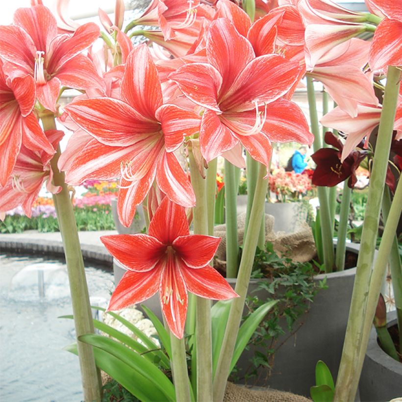 Hippeastrum Pyjama Party - Ritterstern (Hafen)