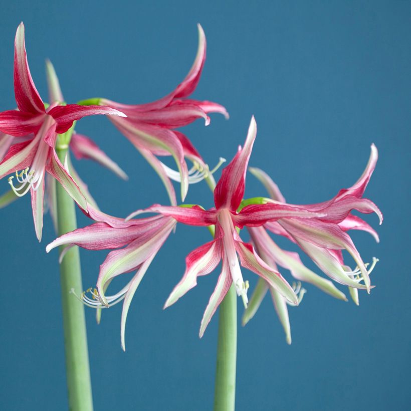 HIppeastrum Cybister Quito - Ritterstern (Blüte)