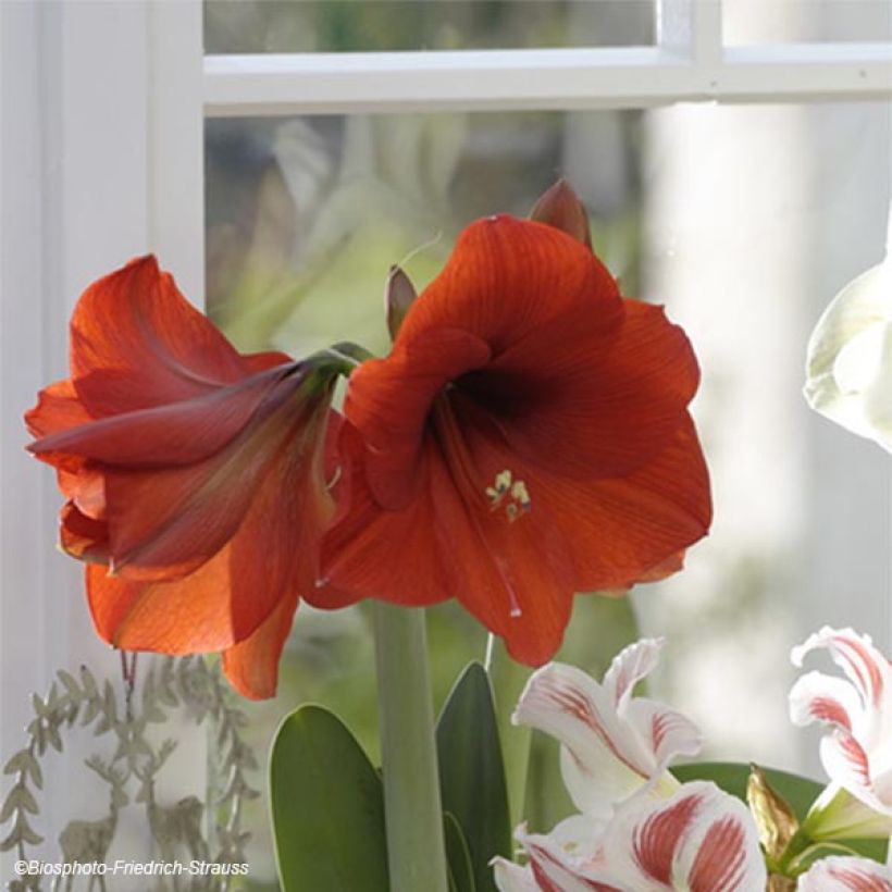 Hippeastrum Red Lion - Ritterstern (Blüte)