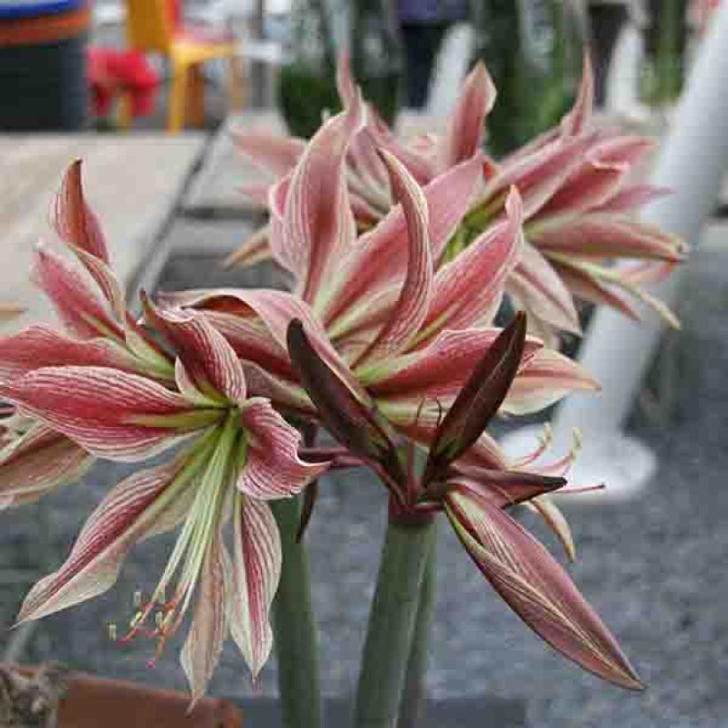 Hippeastrum Rio Negro - Ritterstern (Blüte)