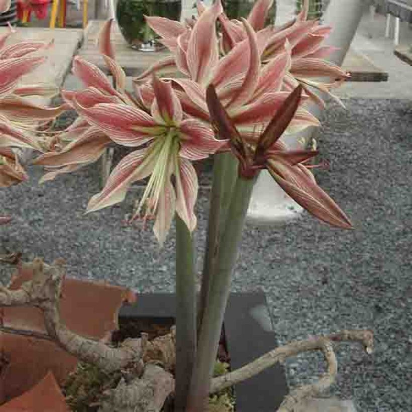 Hippeastrum Rio Negro - Ritterstern (Hafen)