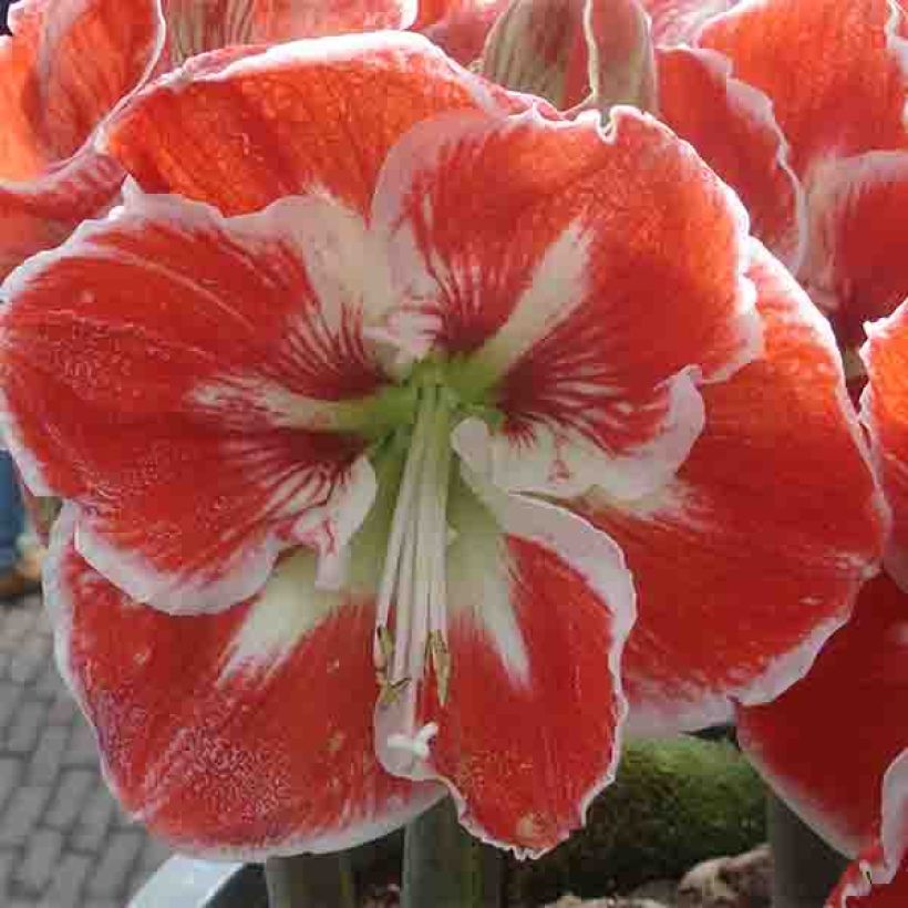 Hippeastrum Samba - Ritterstern (Blüte)