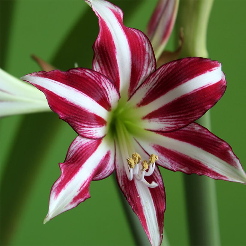 Hippeastrum Santiago - Ritterstern (Blüte)