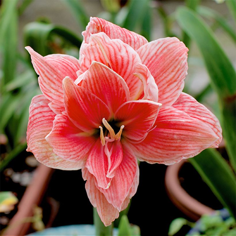 Hippeastrum Sweet Nymph - Ritterstern (Blüte)