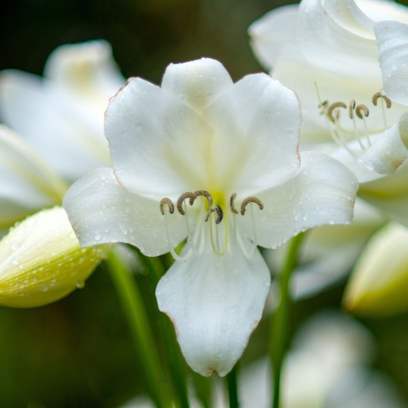 Amaryllis belladonna Alba - Belladonnalilie (Blüte)