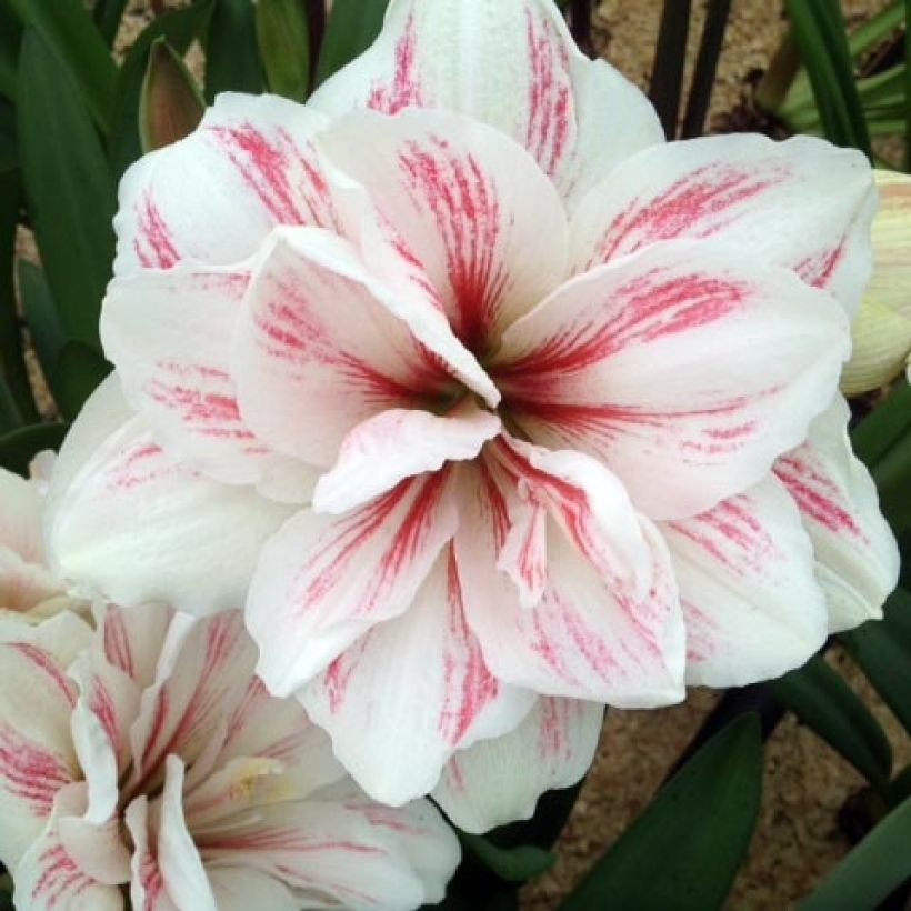 Hippeastrum Aquaro - Ritterstern (Blüte)