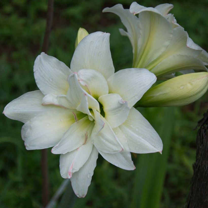 Hippeastrum sonatini Alasca - Ritterstern (Blüte)