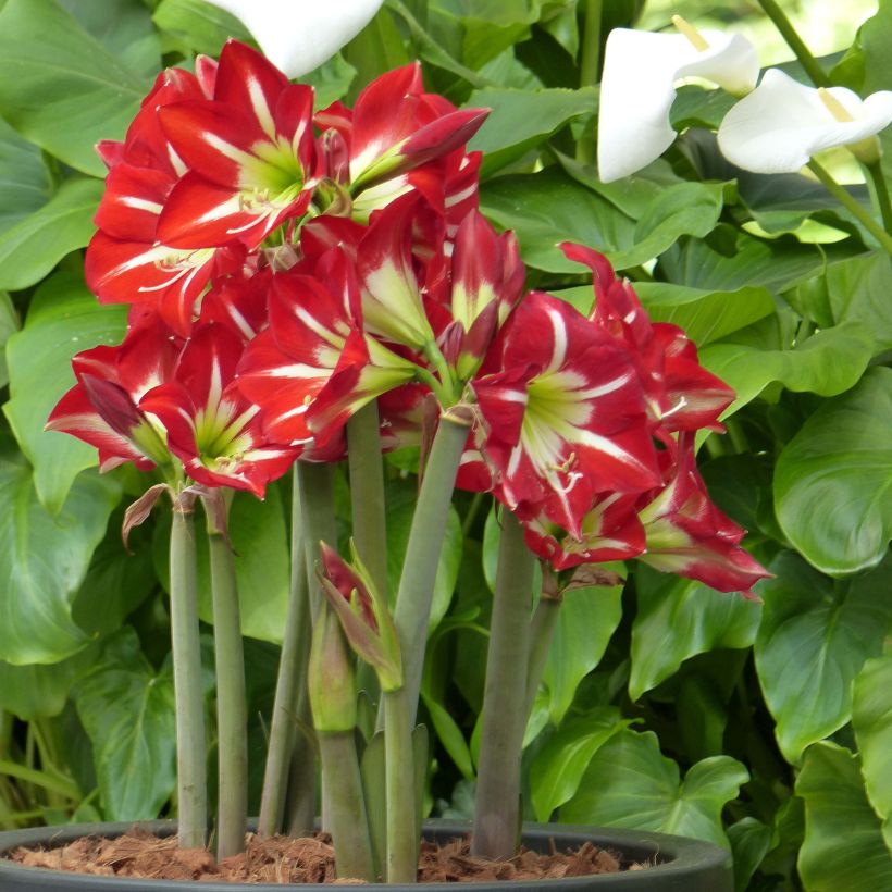 Hippeastrum sonatini Balentino - Ritterstern (Hafen)