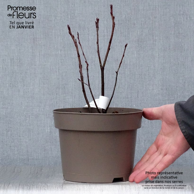 Exemplar von Amelanchier Thiessen Pot de 2L/3L wie im Winter geliefert