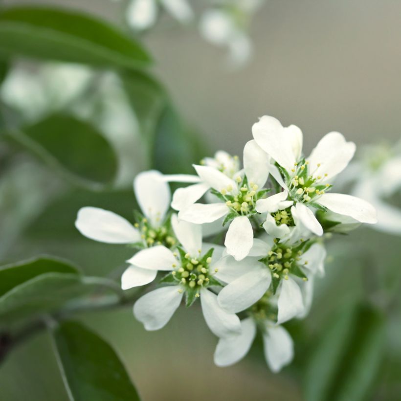 Amelanchier alnifolia Thiessen - Erlenblättrige Felsenbirne (Blüte)