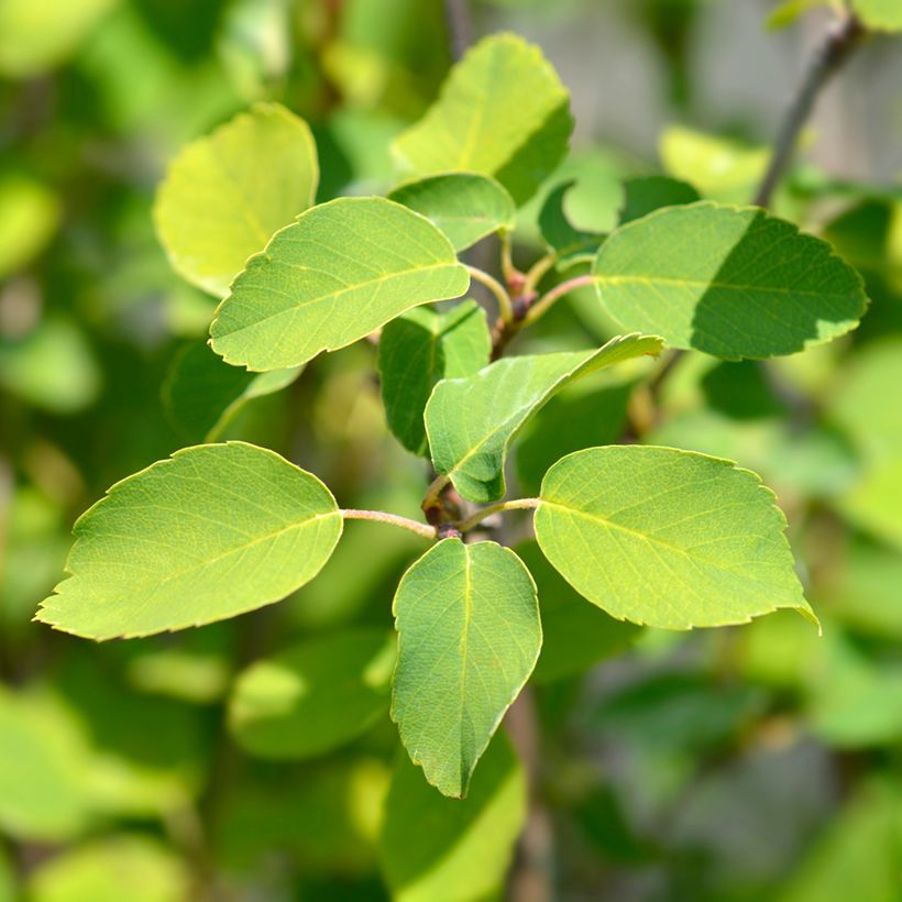 Amelanchier alnifolia Obelisk - Erlenblättrige Felsenbirne (Laub)