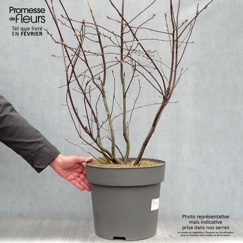 Exemplar von Amelanchier alnifolia Saskatoon Berry en pot de 12L/15L wie im Winter geliefert