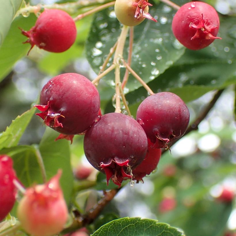 Amelanchier canadensis - Kanadische Felsenbirne (Ernte)