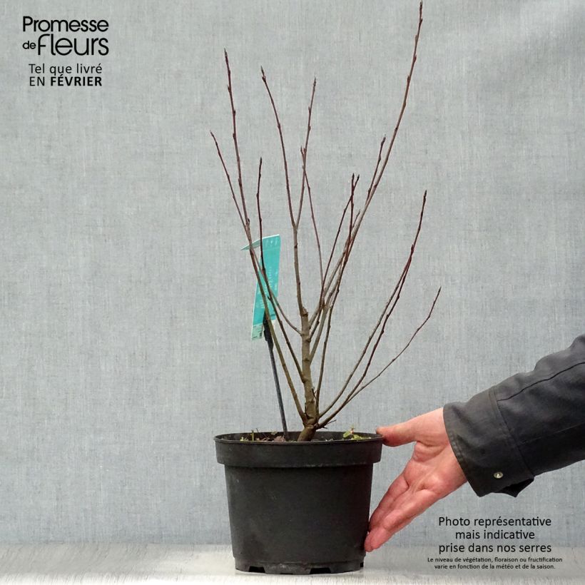 Exemplar von Amélanchier en épis - Amelanchier spicata Pot de 3L/4L wie im Winter geliefert