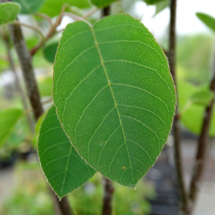 Amelanchier spicata - Ährige Felsenbirne (Laub)