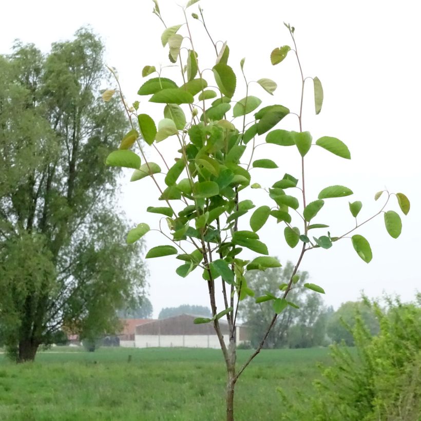 Amelanchier spicata - Ährige Felsenbirne (Hafen)