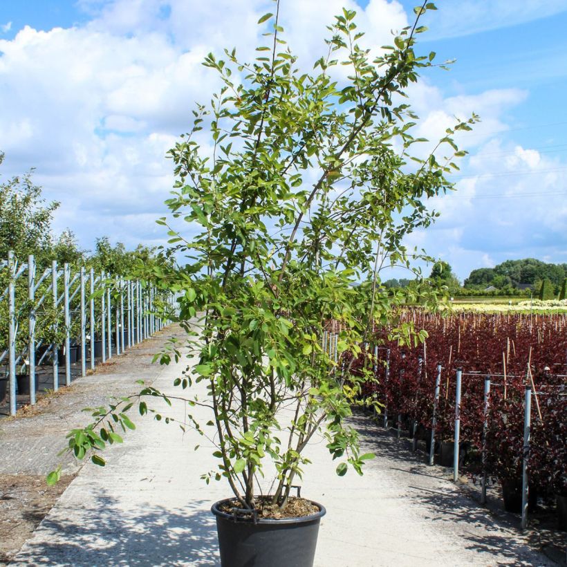 Exemplar von Amelanchier lamarckii - Kanadische Felsenbirne wie im Frühjahr geliefert