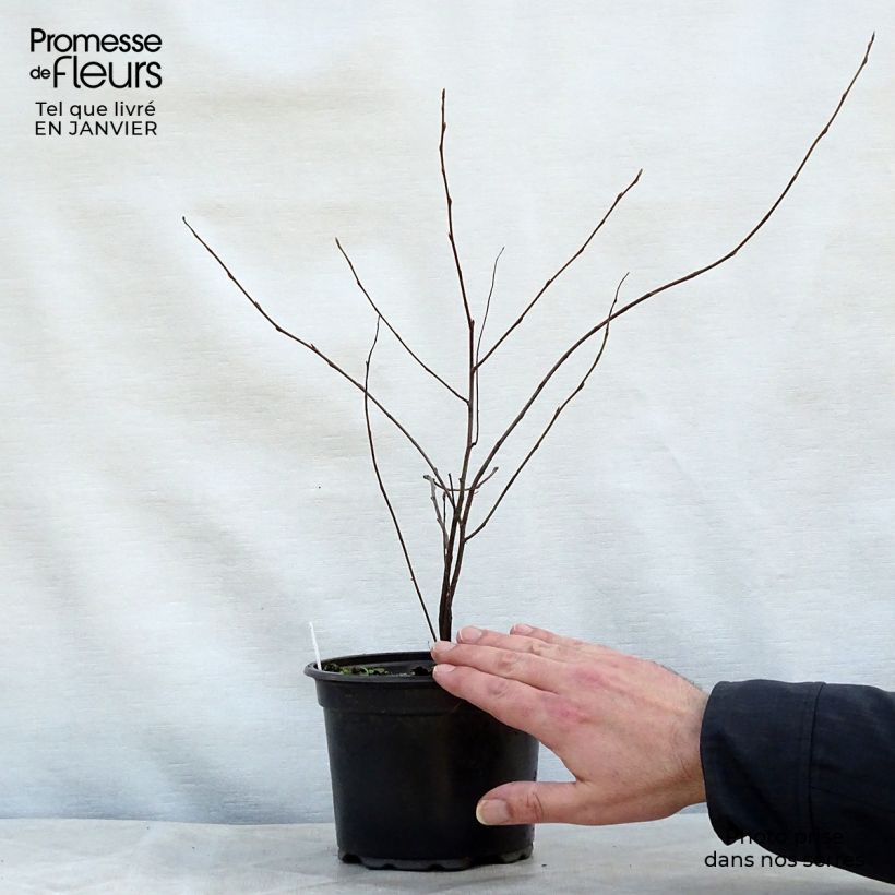 Exemplar von Amelanchier lamarckii en pot de 3L/4L wie im Winter geliefert