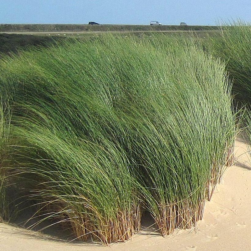 Ammophila arenaria - Strandhafer (Laub)