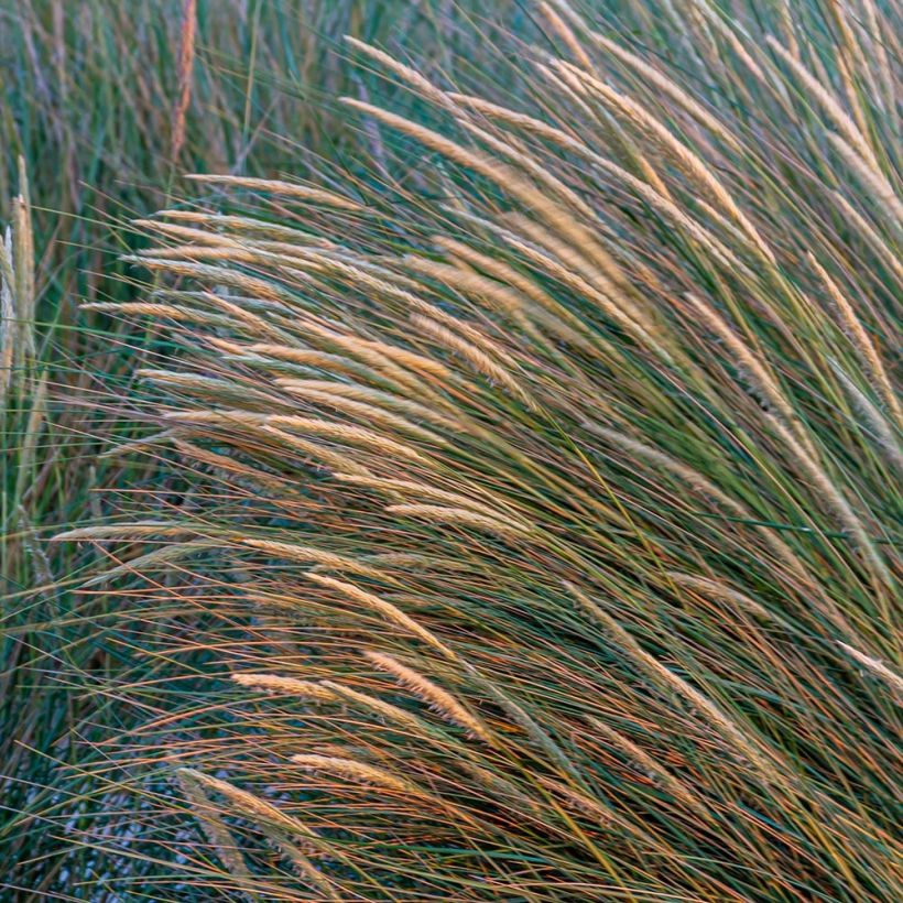 Ammophila arenaria - Strandhafer (Blüte)