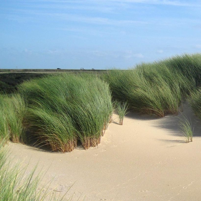 Ammophila arenaria - Strandhafer (Hafen)