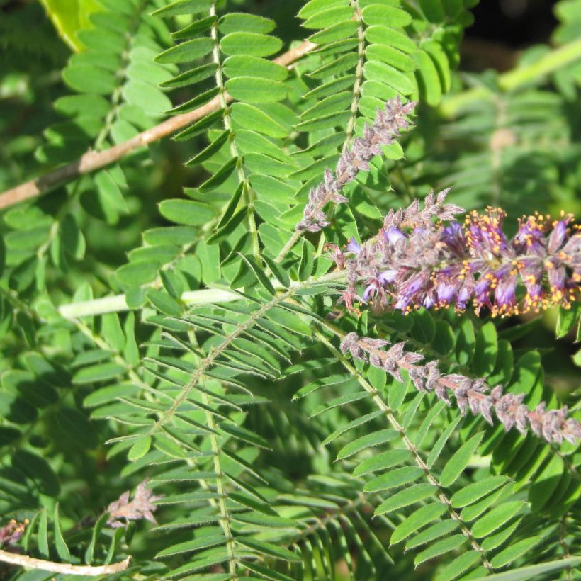 Amorpha canescens - Bleibusch (Laub)