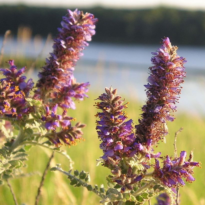 Amorpha canescens - Bleibusch (Blüte)