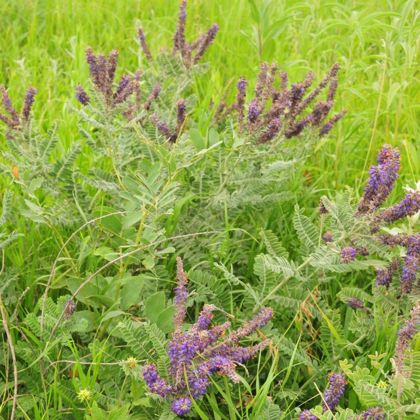 Amorpha canescens - Bleibusch (Hafen)