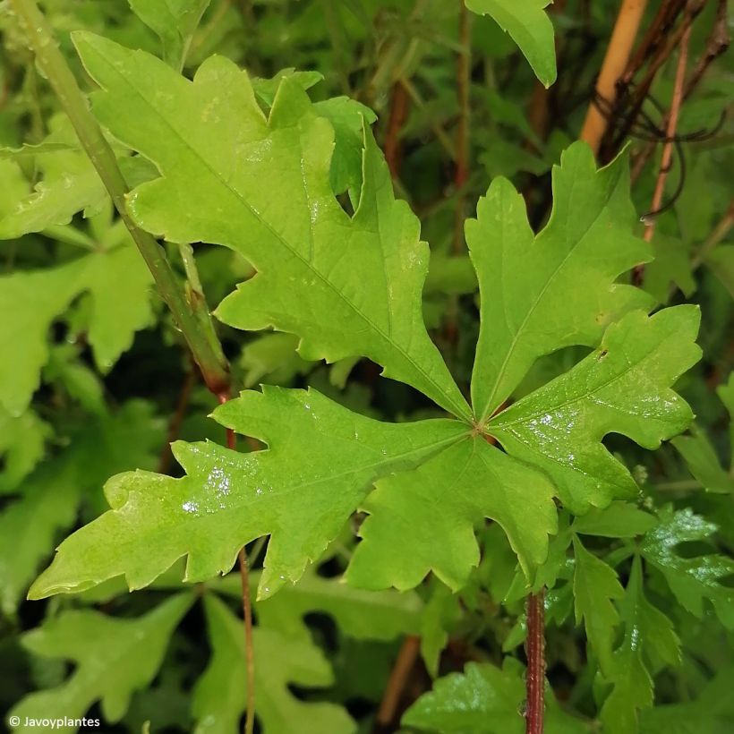 Ampelopsis aconitifolia - Scheinrebe (Laub)