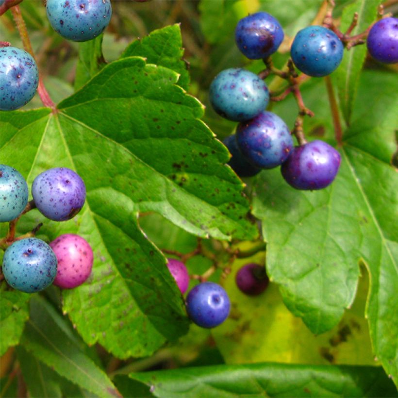 Ampelopsis glandulosa var. maximowiczii - Ussuri-Scheinrebe (Laub)